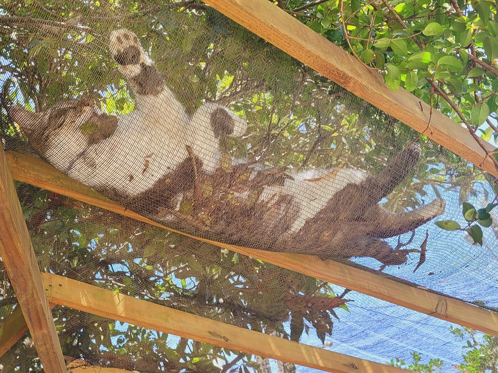 Produzem pitangas, perfumam o ar e ainda garantem o melhor cantinho da sombra 😎 O Kit Kat aprovou — cochilando feliz sob a pitangueira do Recanto dos Bambus! 🐾🍒💚