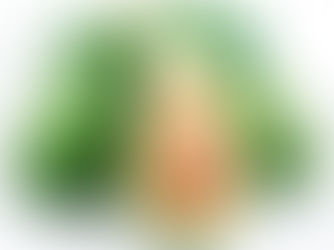 ສັບ​ພະ​ຄຸນ​ຂອງ​ອະ​ໂວ​ຄາ​ໂດ