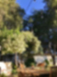 IMG_2993.jpeg