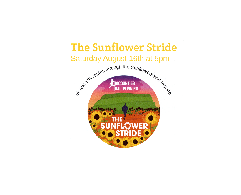 Sunflower Stride - 16th August