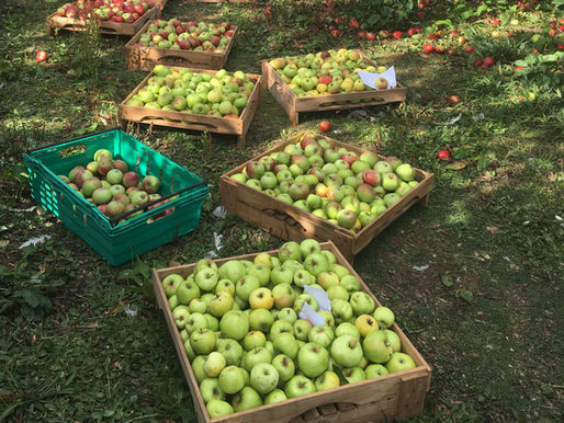 Poundbury’s Apple Days: A Weather Hiccup, But the Community Shines