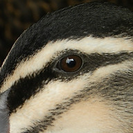 www.blog.geoffrussell.com.au