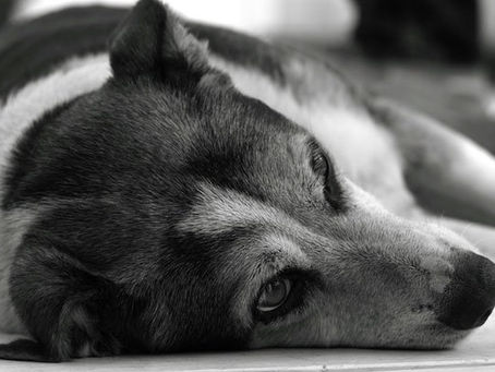 O luto por um animal de estimação