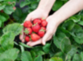 Fresh Strawberries