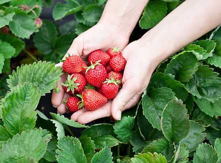 Fresh Strawberries