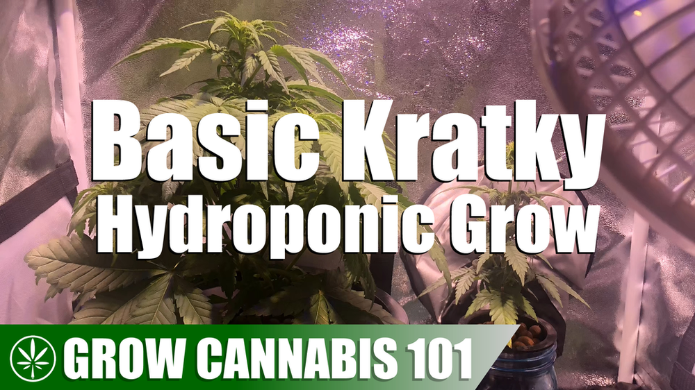 Timelapse Mason Jar Kratky Hydroponic Grow