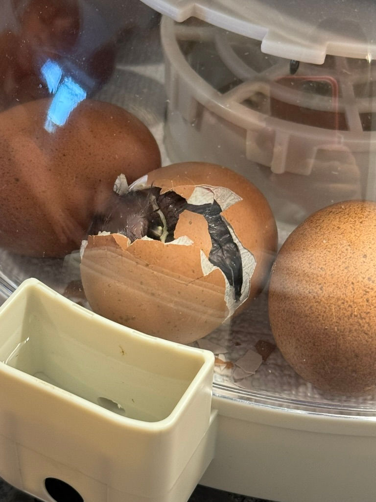 Thumbnail: Hatch with Hawesome Farm
