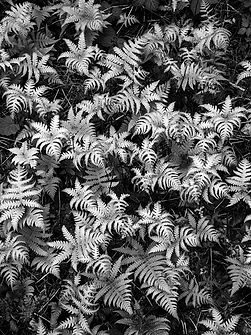 pierre-chatel-innocenti-Lk-nu_hX6ms-unsplash 2.png