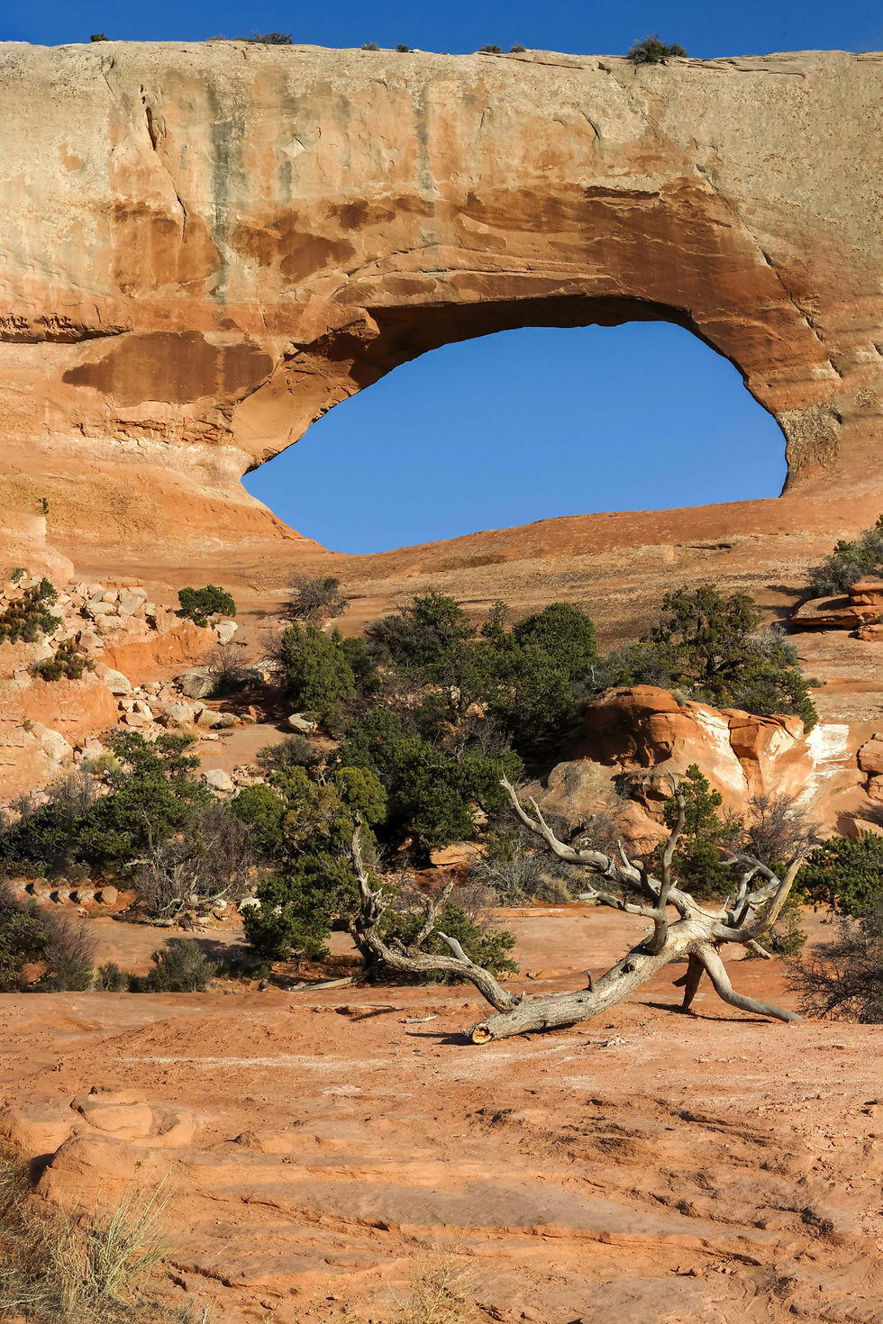 A closer look at the front of Wilson Arch. Blue sky, red rock and green juniper trees in the foreground.