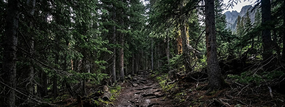 Rocky forest trail winding through tall evergreens, with mountains visible in the distance.