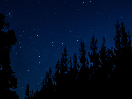 Starry night sky above dark pine tree silhouettes, with a calm blue glow on the horizon.