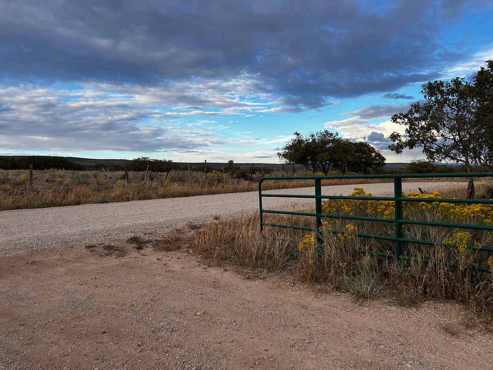 Rural gravel road by a green gate and yellow wildflowers under a dramatic cloudy blue sky, calm open landscape