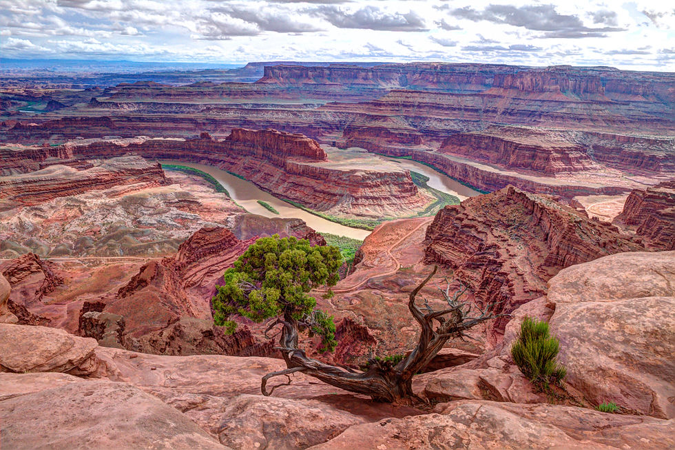 Vast canyon view with layered red and orange rocks, green river winding through. Foreground tree with twisted branches under cloudy sky.
