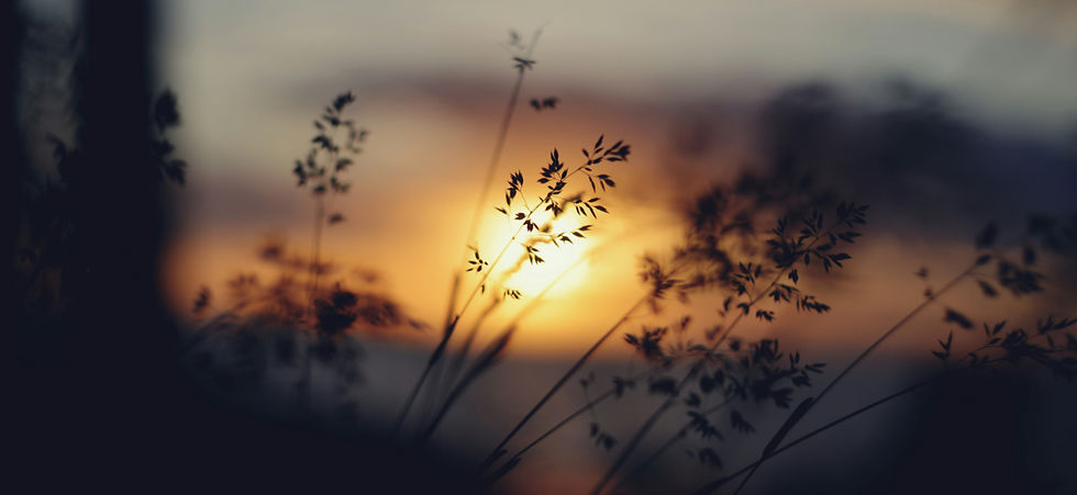 Silhouetted grasses sway before a glowing sunset, with warm orange and gray tones creating a calm mood.