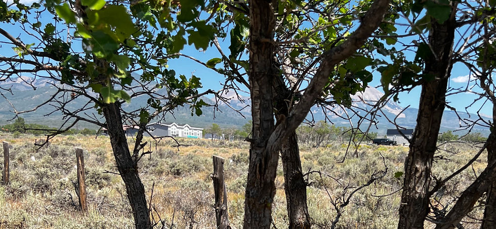 Tree trunks frame a dry scrub field with distant houses and mountains under a clear blue sky