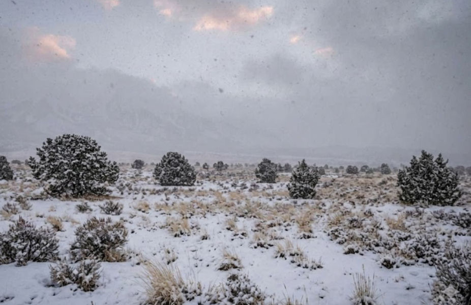 Snowy landscape with scattered trees and bushes, covered in snow. Overcast sky with light pink clouds, creating a serene winter mood. with cloud and snow, covering the la sal mountains in ut