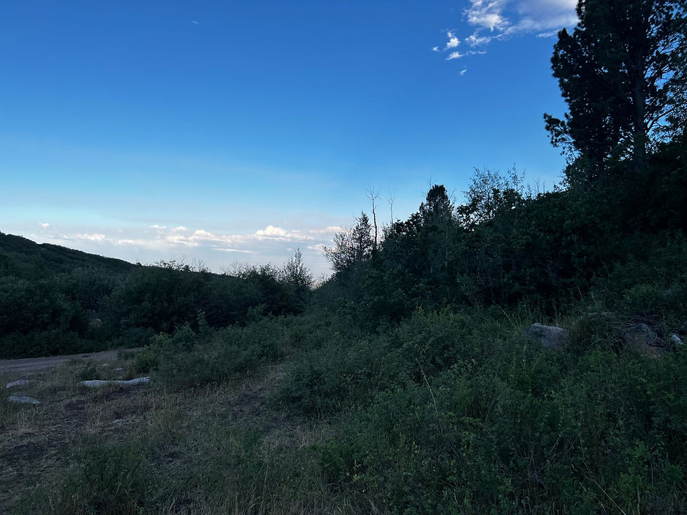 Blue sky over wooded hills and grassy brush at dusk, with a quiet rural path and dense trees on the right.
