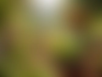 Restoring Madagascar’s Rainforests — One Tree at a Time (€3.12 per Tree)