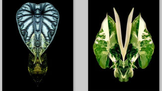 Ruth Verstraeten – Pareidolie Botanie