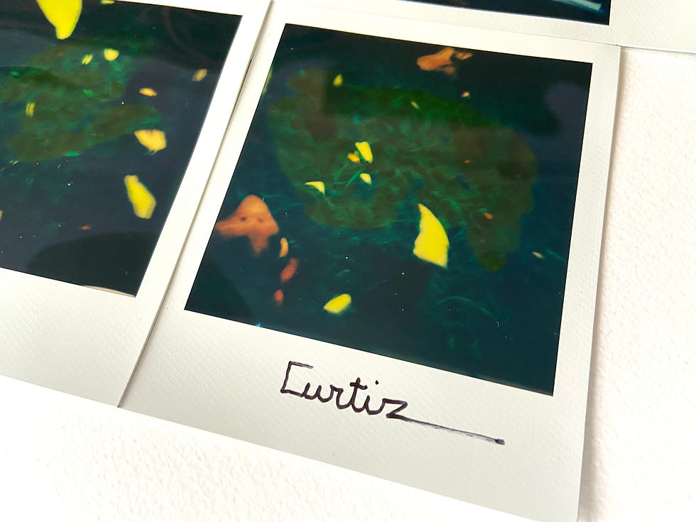 Thumbnail: Curtiz - The Beef Sisters 'Picnic'