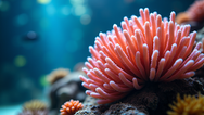 Close-up view of vibrant live coral in a reef aquarium