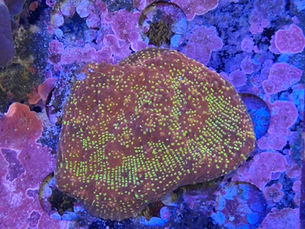 Understanding Shipping Live Coral Safely with Marine Concepts Inc