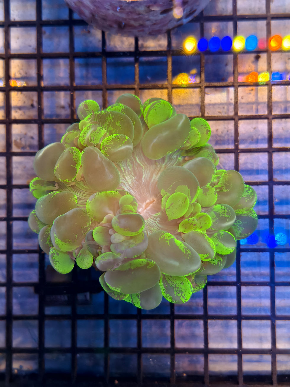 Close-up view of vibrant premium live coral in aquarium