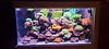 Marine Concept Custom Aquariums41.jpeg