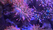 Buy Live Coral Online: Your Guide to Finding Quality Coral for Your Aquarium