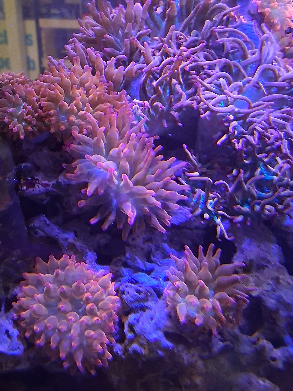 Buy Live Coral Online: Your Guide to Finding Quality Coral for Your Aquarium