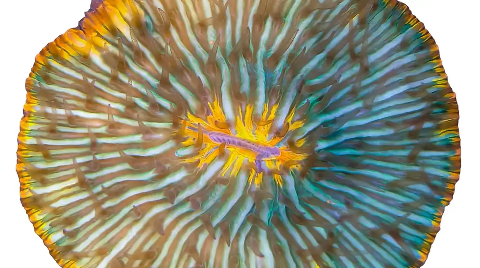 Close view of a green plate coral with tentacles extended across its ridged skeleton