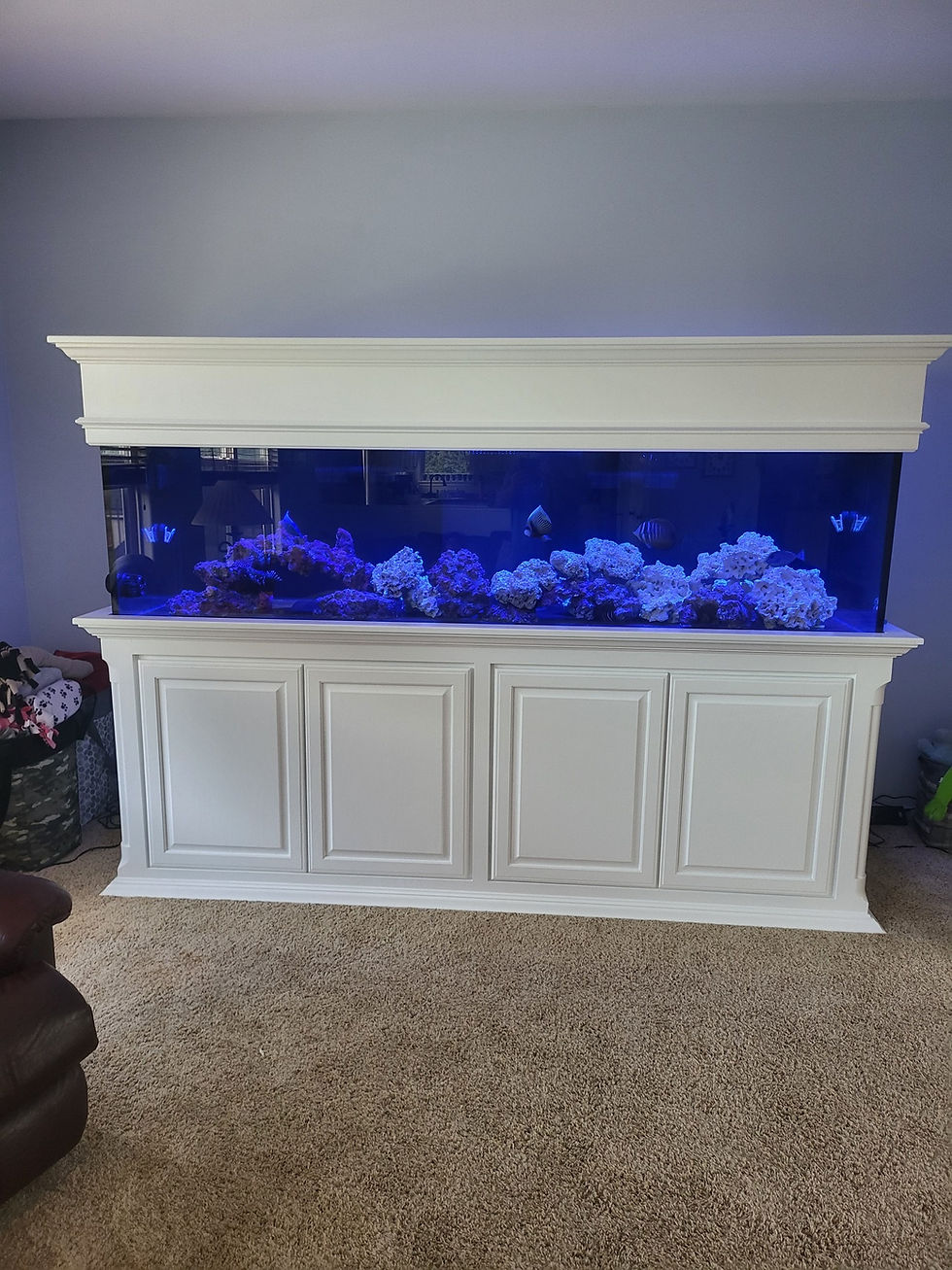 Choosing Between Saltwater and Freshwater Aquariums for Beginners Your Ultimate Guide to Custom Installations