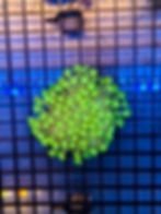 Goniopora