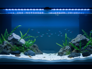 Planted freshwater aquarium under LED lighting, the kind of display a regular service visit keeps clear