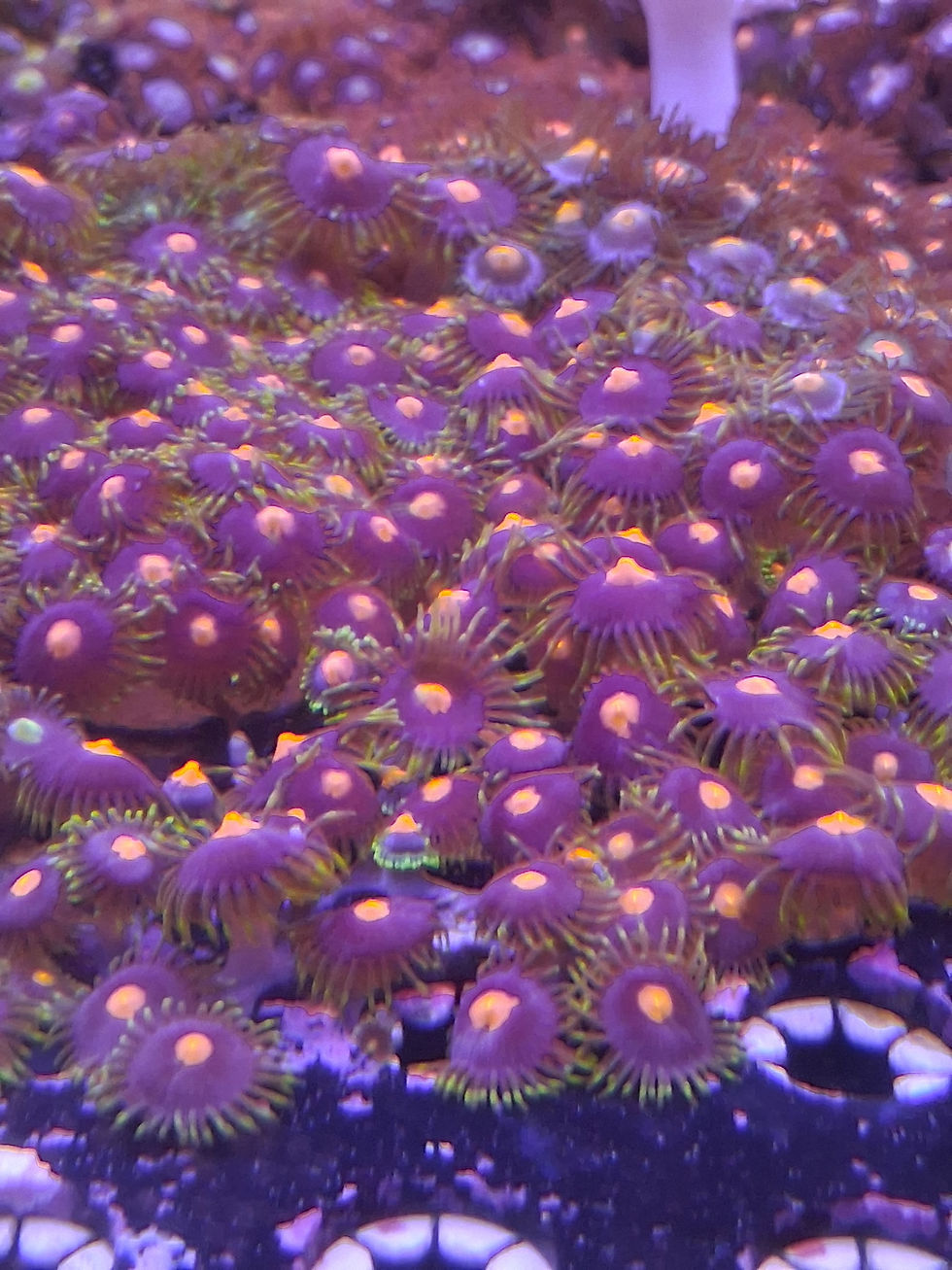 Close-up view of vibrant live coral in a reef aquarium