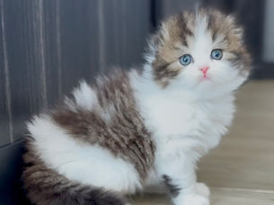 Scottish Fold Cats and Apartment Living: A Perfect Match?