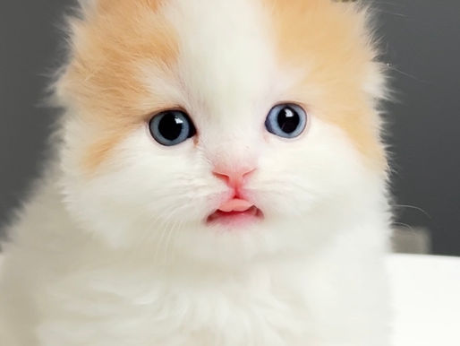 Scottish Fold Kittens for Sale in New York – Healthy & Adorable