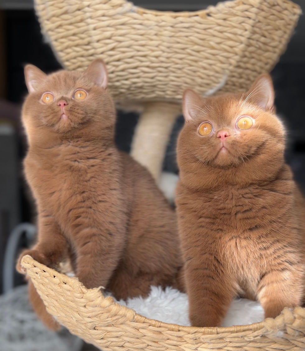 Discovering the Charm of British Shorthair Cats in New York