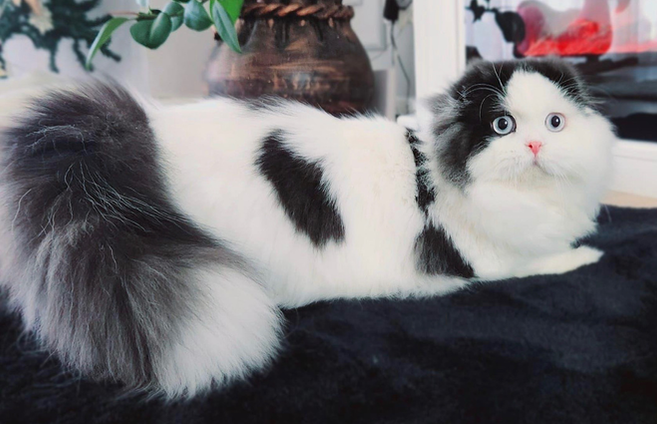 Chocolate British Shorthair and black smoke-and-white longhair Scottish Fold with blue eyes