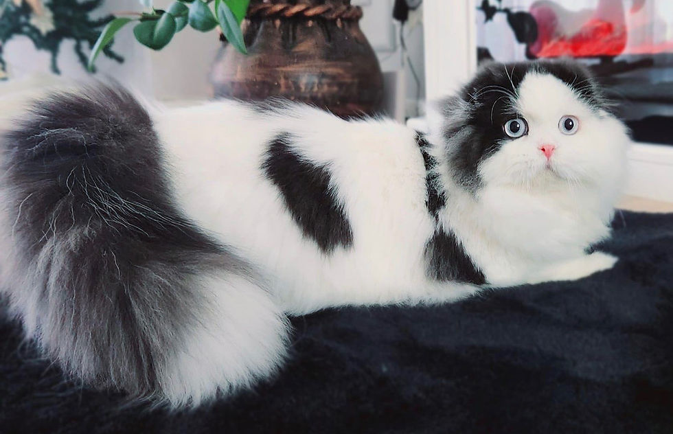 Scottish Fold Longhair black and white kitten with fluffy tail and blue eyes lying on dark blanket – Pretty Fold cattery, New York