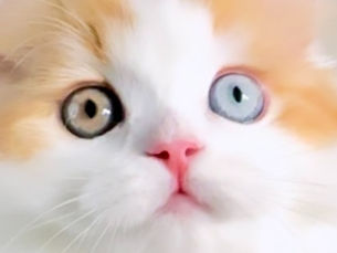 Bi-color scottish fold kitten with odd eyes