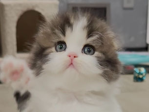 Understanding Cat Insurance for Scottish Fold Cats