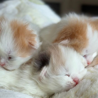 Longhaired Scottish Fold kitten available for adoption from PrettyFold cattery in New York