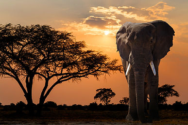 Animal Petition mailing list
