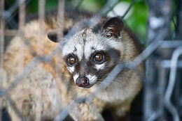 Chinas Wildlife Farmers Offered A Buy-Out To Transition Away From Breeding Wild Animals
