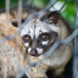 Chinas Wildlife Farmers Offered A Buy-Out To Transition Away From Breeding Wild Animals