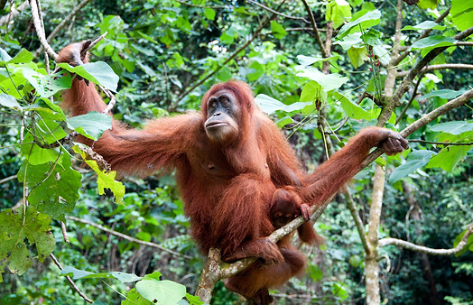 save the orangutang