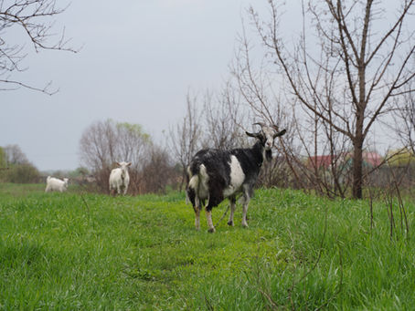 From Suffering to Sanctuary: The Inspiring Story of Vegan Run Animal Sanctuaries