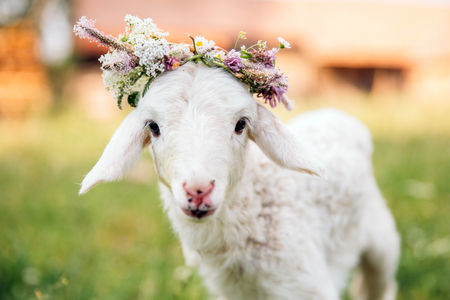 10 Reasons Vegans Dont Wear Wool