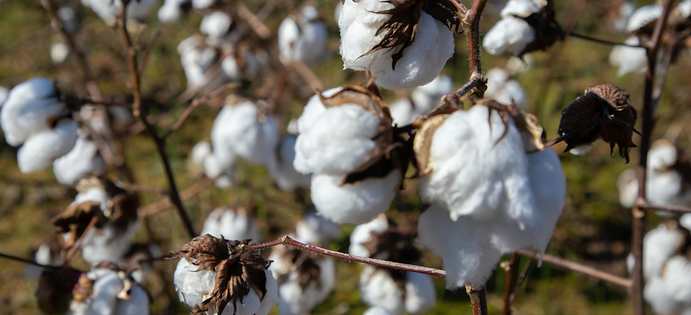 Cotton crops